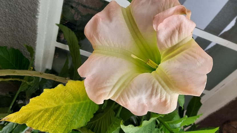  - diverse flori 2020