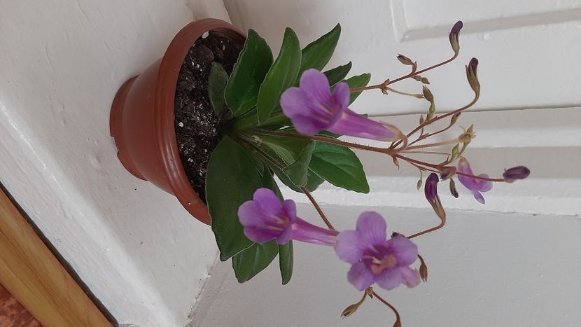  - diverse flori 2020