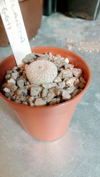 E. greggii - Epithelantha