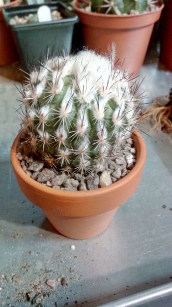 T. viereckii - Turbinicarpus