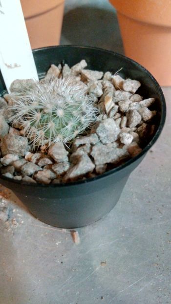 T. saueri MZ656 - Turbinicarpus