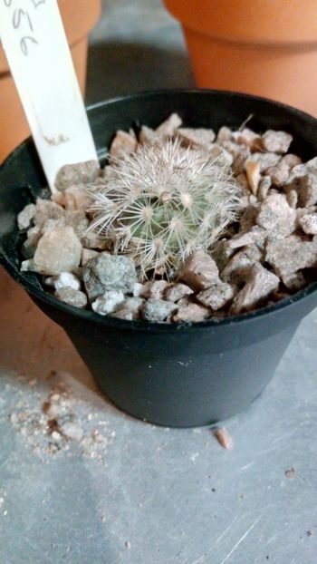 T. saueri MZ656 - Turbinicarpus