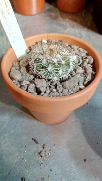 T. horripilus - Turbinicarpus