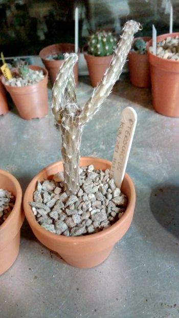 P. tuberosus HU1744 - Pterocactus