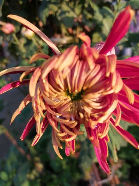  - Crizanteme si tufanele