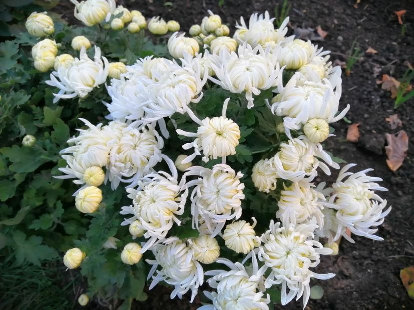  - Crizanteme si tufanele