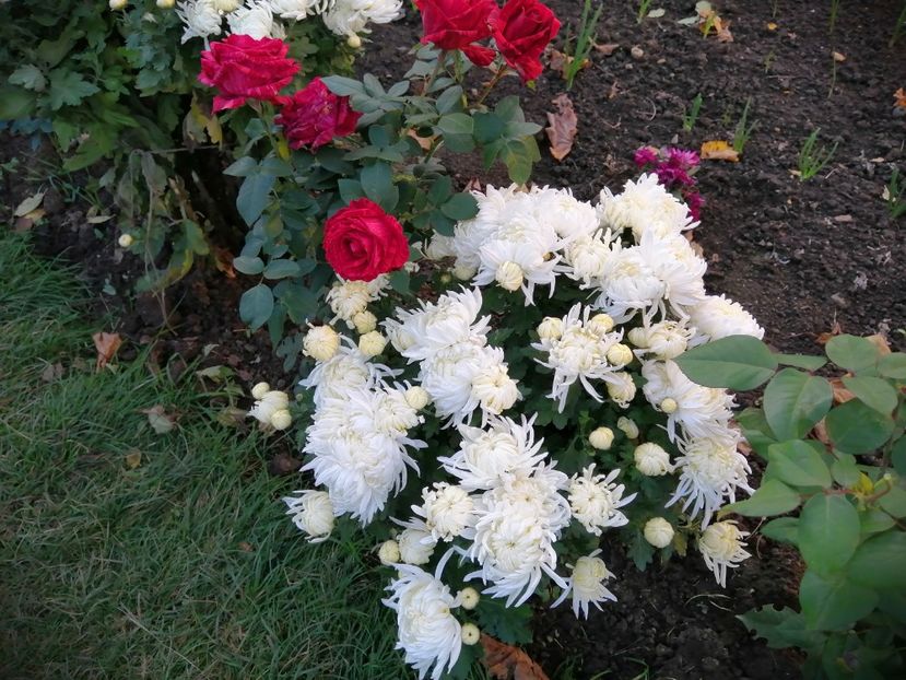  - Crizanteme si tufanele