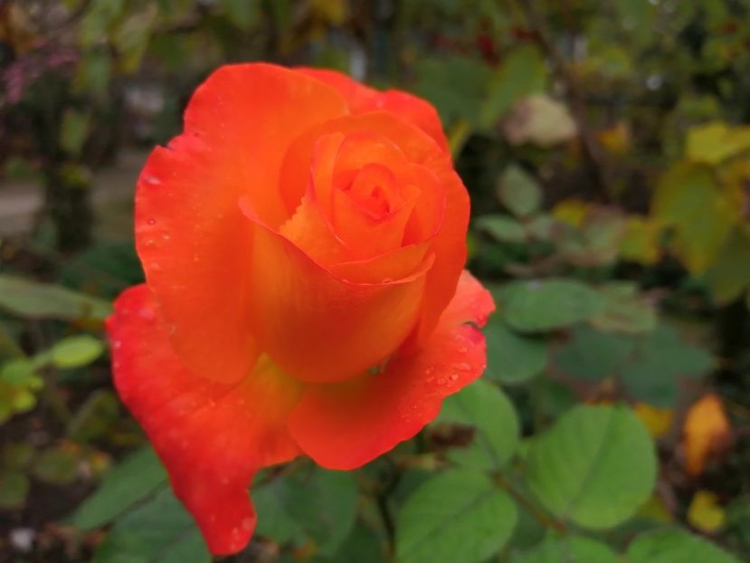  - Trandafiri 2020_2022 2023