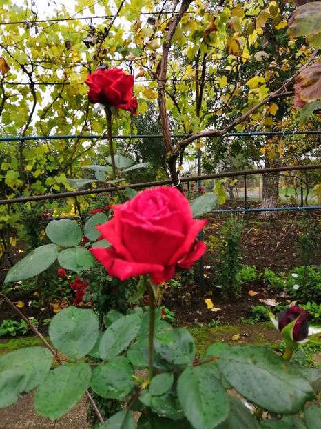  - Trandafiri 2020_2022 2023