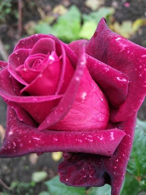  - Trandafiri 2020_2022 2023