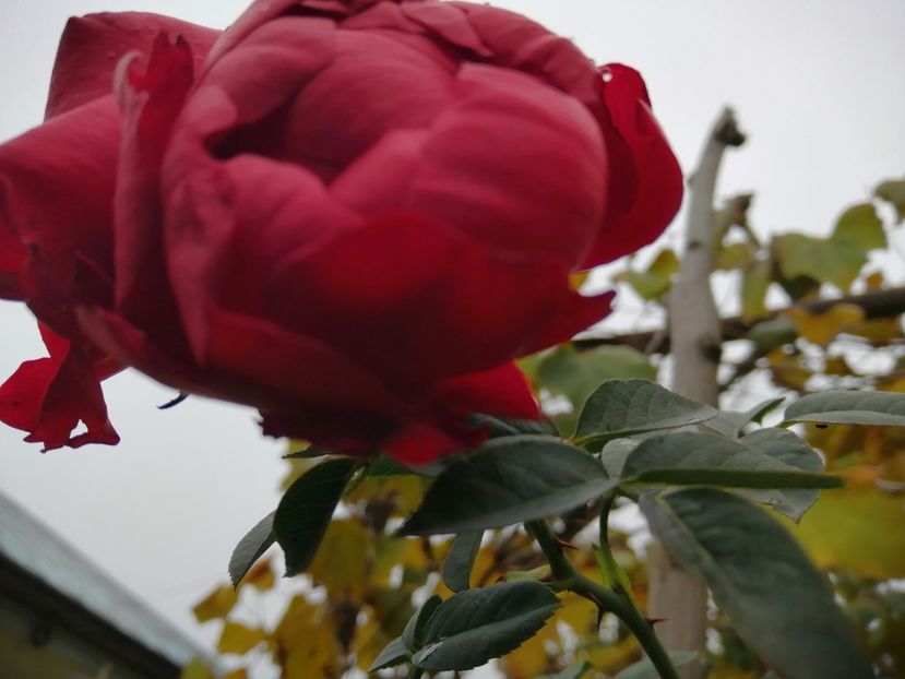  - Trandafiri 2020_2022 2023