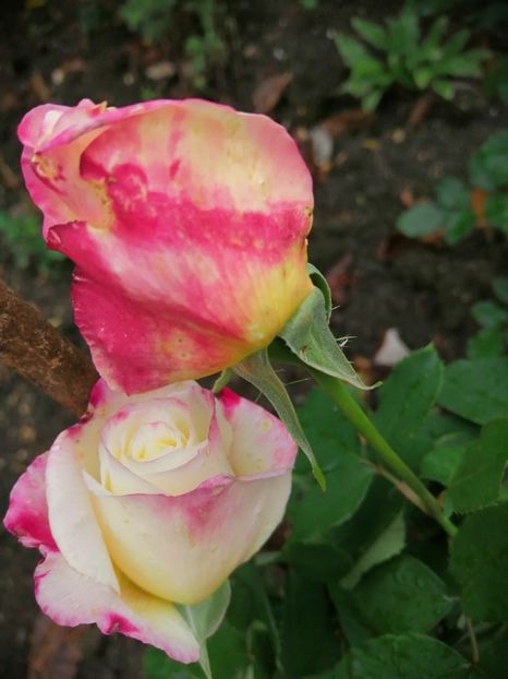  - Trandafiri 2020_2022 2023