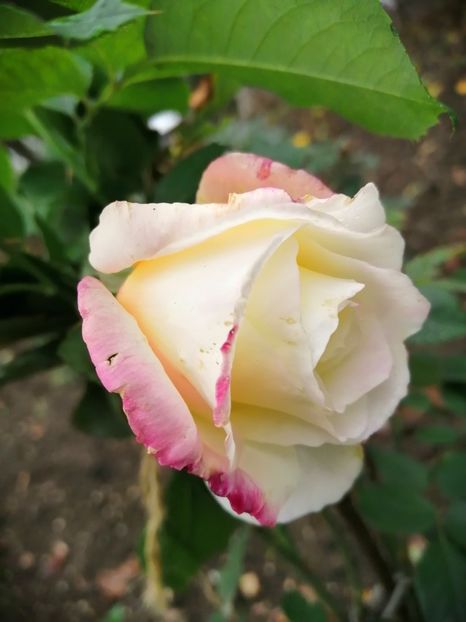  - Trandafiri 2020_2022 2023