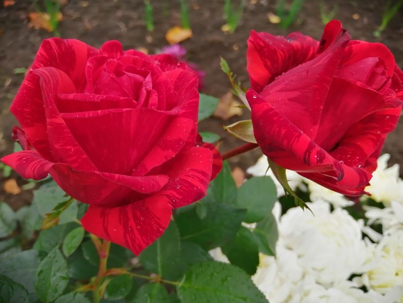  - Trandafiri 2020_2022 2023