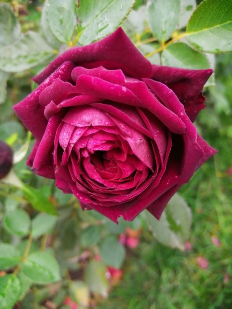  - Trandafiri 2020_2022 2023