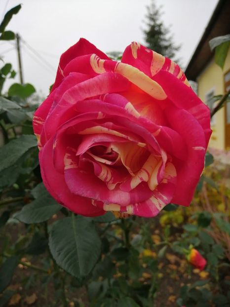  - Trandafiri 2020_2022 2023