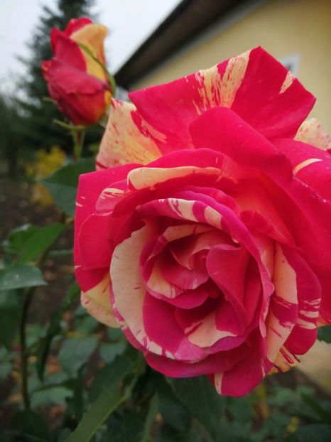  - Trandafiri 2020_2022 2023