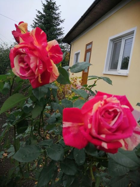  - Trandafiri 2020_2022 2023