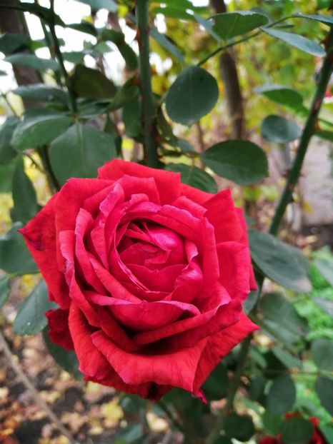  - Trandafiri 2020_2022 2023