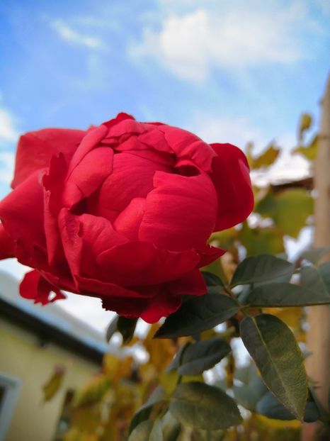  - Trandafiri 2020_2022 2023