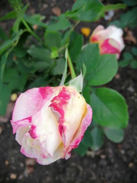  - Trandafiri 2020_2022 2023