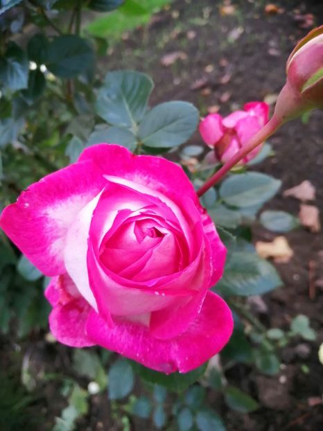  - Trandafiri 2020_2022 2023