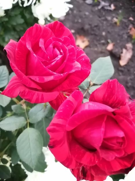  - Trandafiri 2020_2022 2023