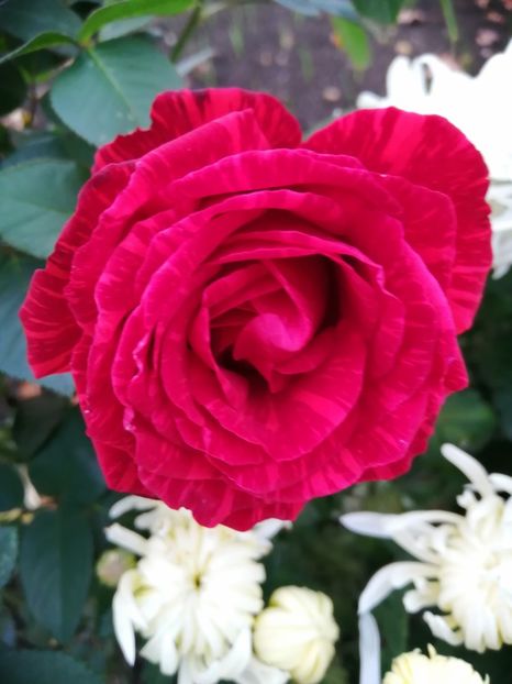  - Trandafiri 2020_2022 2023