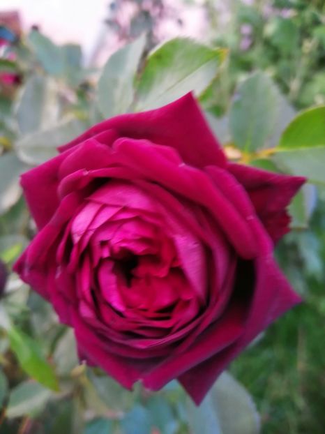  - Trandafiri 2020_2022 2023