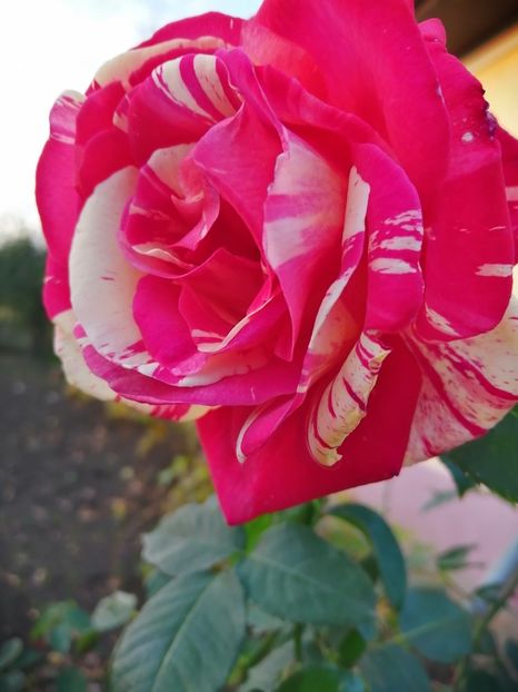  - Trandafiri 2020_2022 2023