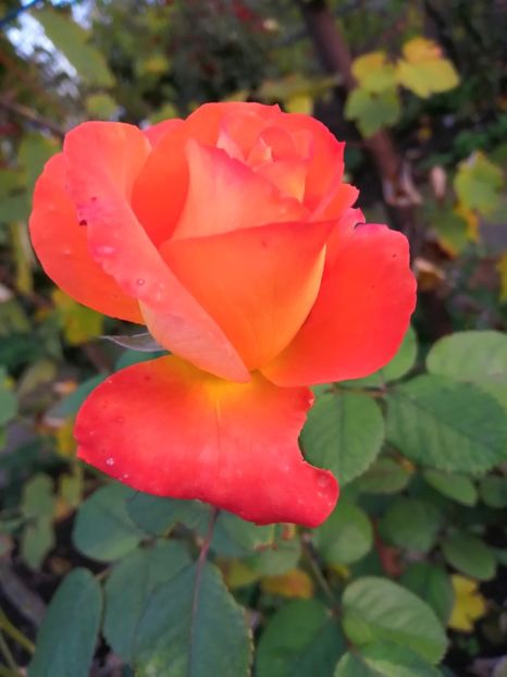  - Trandafiri 2020_2022 2023