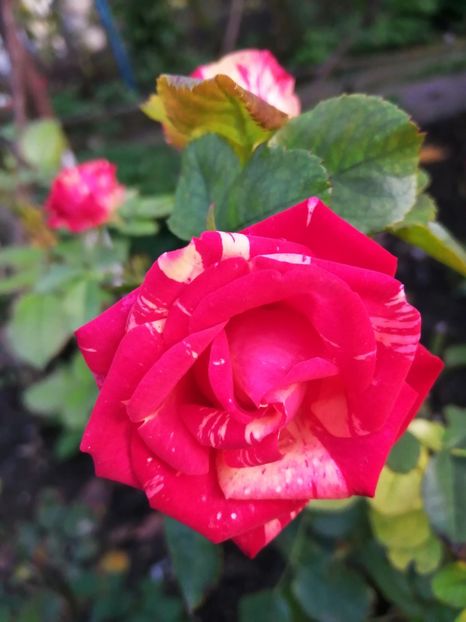  - Trandafiri 2020_2022 2023