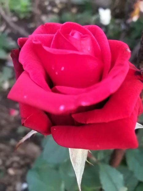  - Trandafiri 2020_2022 2023