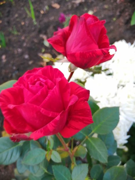  - Trandafiri 2020_2022 2023