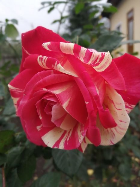  - Trandafiri 2020_2022 2023