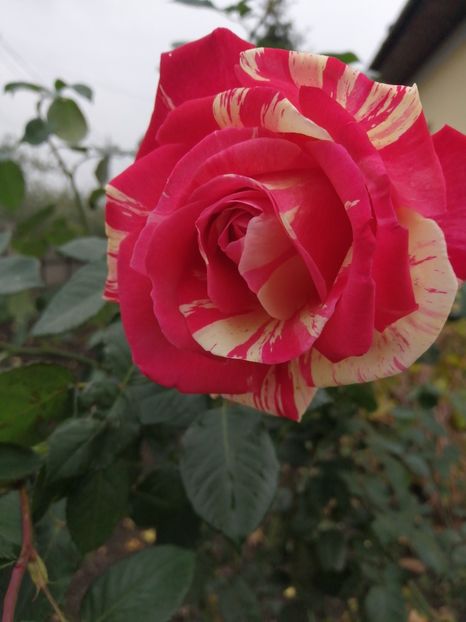  - Trandafiri 2020_2022 2023