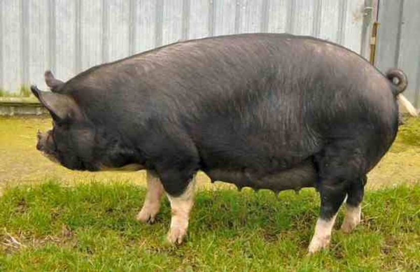 berkshire - rasa necunoscuta la noi - Rase de porc care participa la concursuri culinare