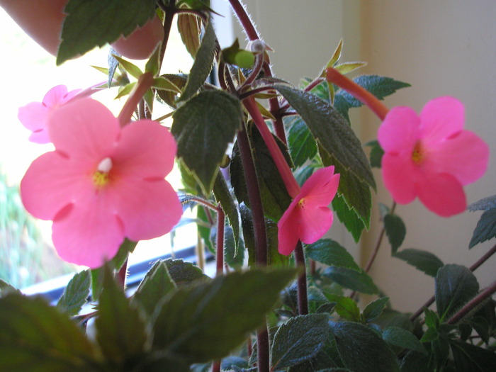 Charm - ACHIMENES