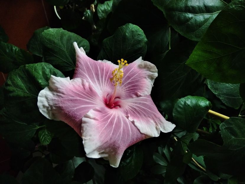 MVIMG_20201103_105858 - Hibiscus Tahitian Lavander Mirage