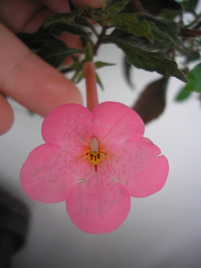 Charm - ACHIMENES