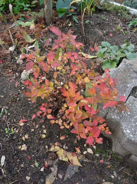  - 2020 - 03 - Toamna