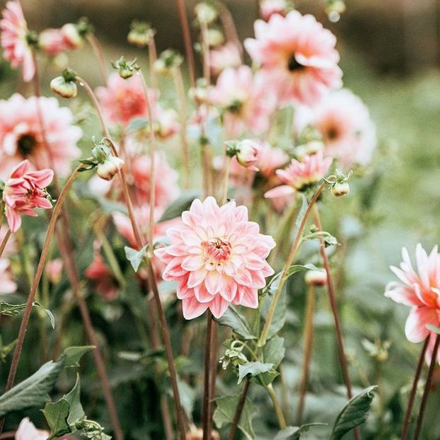  - The garden of my soul