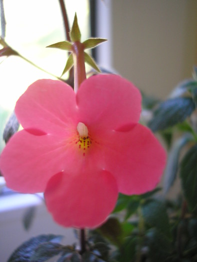 Charm - ACHIMENES