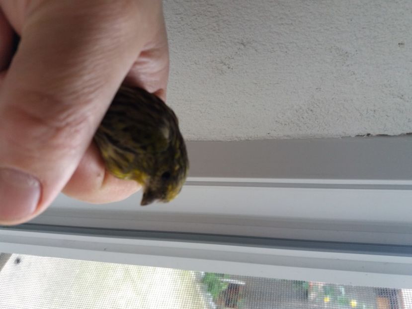  - Canari Malinois 2019 - 2020