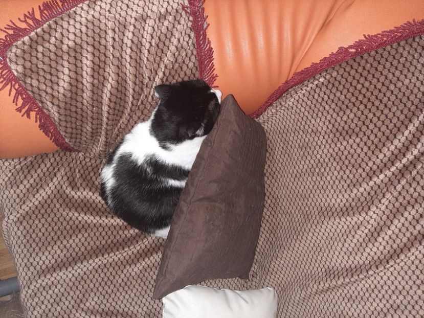  - Pisicii mei în noiembrie 2020