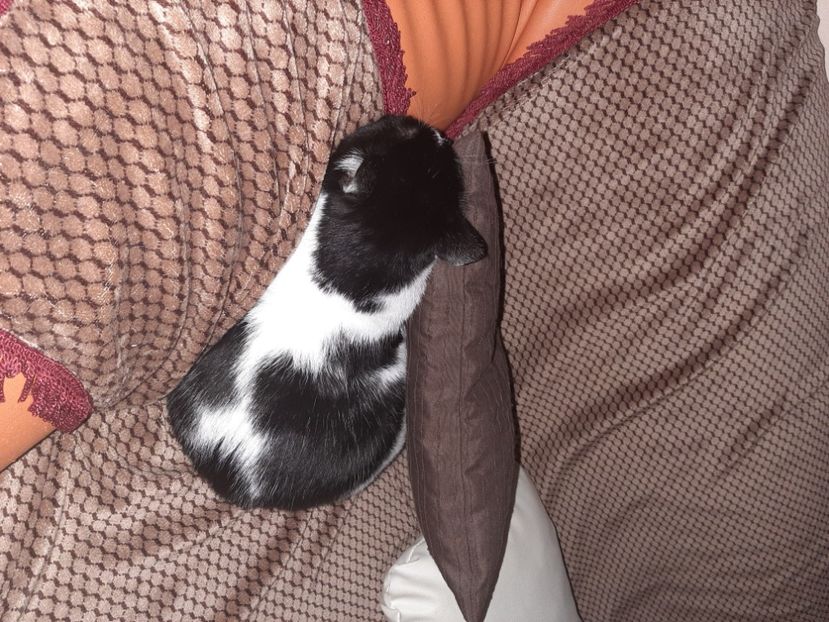  - Pisicii mei în noiembrie 2020