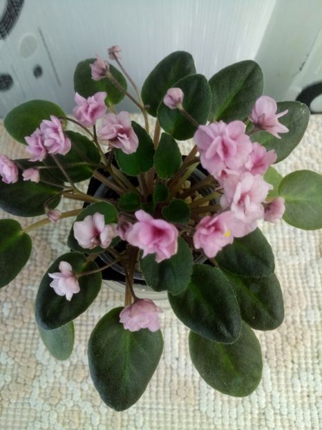 30 oct - Snuggles Delight