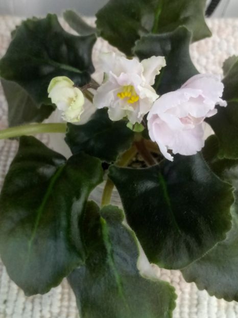 30 oct - ZZ LE Sashenka