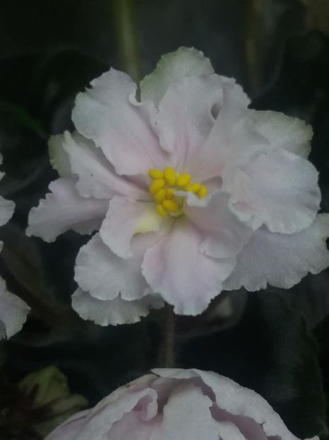 1 nov - ZZ LE Sashenka