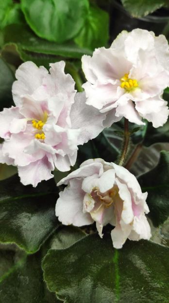 4 nov - ZZ LE Sashenka